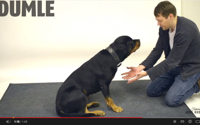 I cani e la magia: stupore a quattro zampe in un video virale
