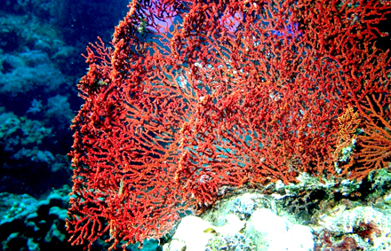 Risultati immagini per corallo sardegna