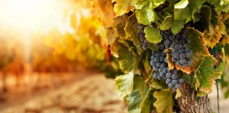 Agricoltura 4.0: la tecnologia aiuta i viticoltori