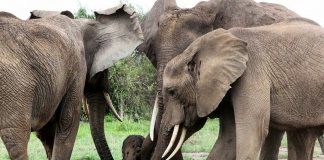 I PC Dell salvano gli elefanti in via di estinzione in Sudafrica