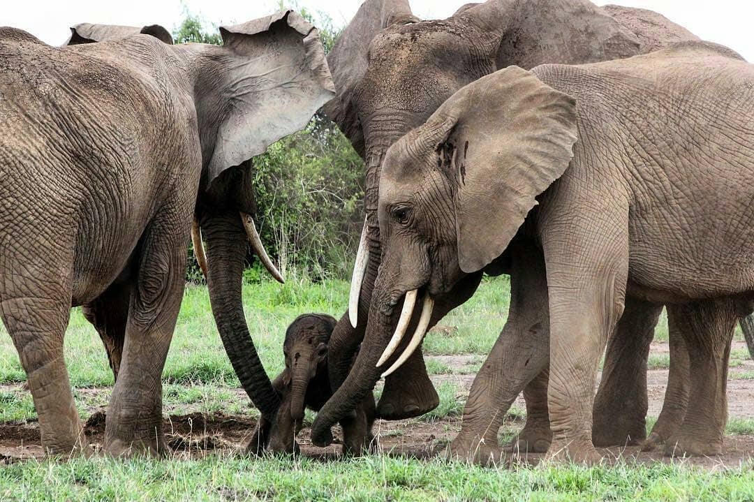 В чем выражается забота родителей о потомстве. Африканский слон. Слоны забота. Слон с детенышем. Забота о потомстве у животных.